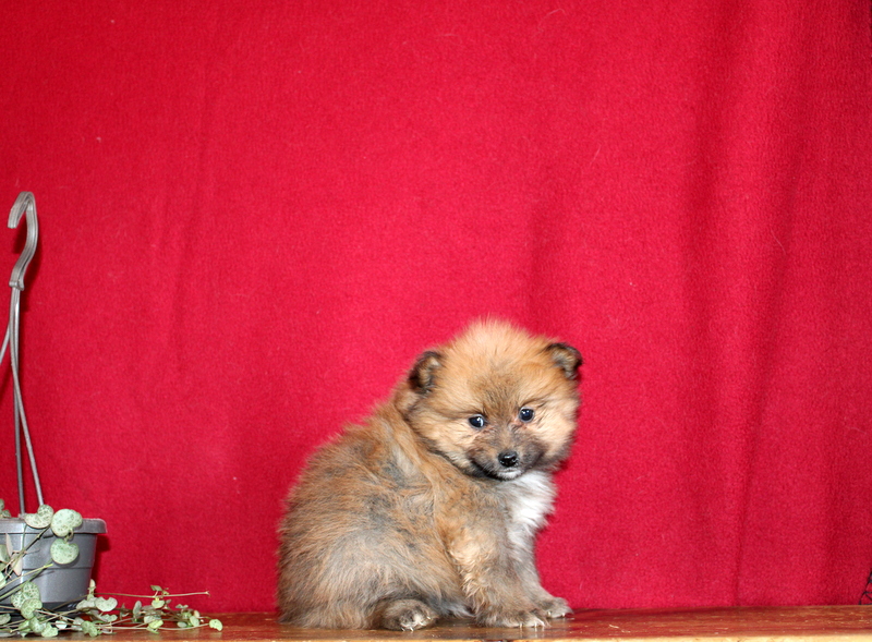 puppy, for, sale, Pomeranian, Matthew B. Stoltzfus, dog, breeder, Gap, PA, dog-breeder, puppy-for-sale, forsale, nearby, find, puppyfind, locator, puppylocator, aca